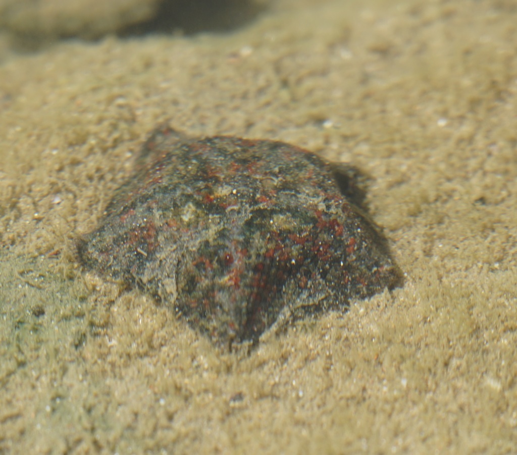 Cryptasterina pentagona