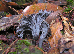 Craterellus australis