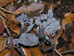 Craterellus australis