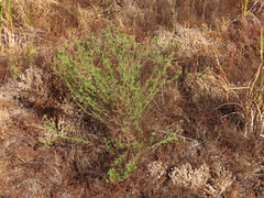 Madia glomerata
