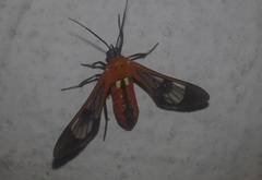 Pheia haemapleura