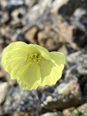 Papaver walpolei