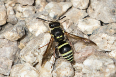 Ancistrocerus bustamente