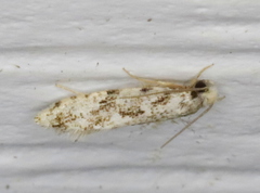 Nemapogon granella