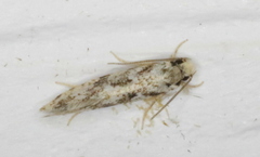 Nemapogon granella