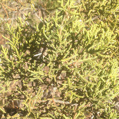 Juniperus pinchotii