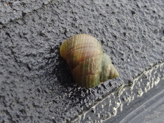 Littorina saxatilis