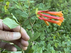 Lonicera pilosa