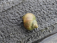Littorina saxatilis