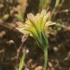 Uropappus lindleyi