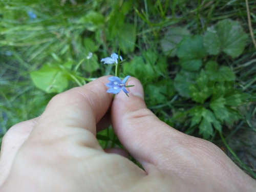 Image of Downingia elegans by no rights reserved