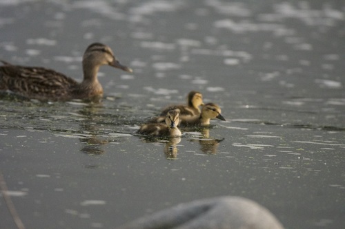 photo of Mallard (Anas platyrhynchos)