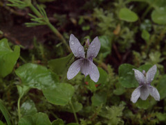 Viola palustris palustris