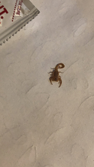 Centruroides sculpturatus