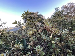 Comarostaphylis