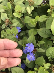 Ceratostigma plumbaginoides