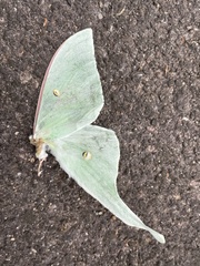 Actias aliena aliena