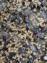 Semibalanus cariosus