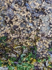 Semibalanus cariosus