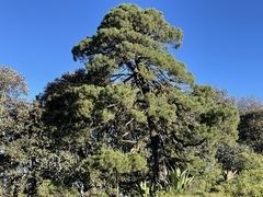 Pinus hartwegii