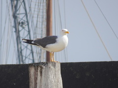 Larus fuscus
