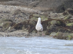 Larus argentatus