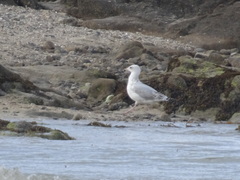 Larus argentatus