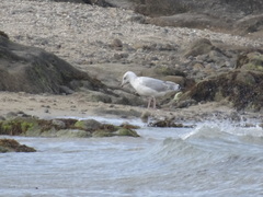 Larus argentatus