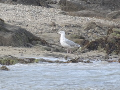 Larus argentatus