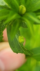 Asphondylia solidaginis