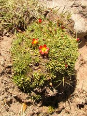 Calandrinia caespitosa