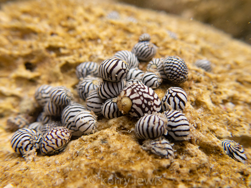 Zebra Nerite