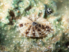 Diodora