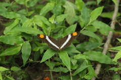 Adelpha iphicleola