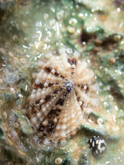 Diodora