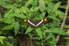 Adelpha iphicleola