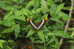 Adelpha iphicleola