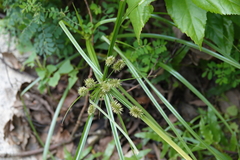 Cyperus cyperinus