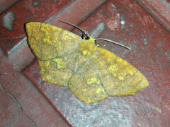 Periclina