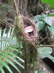Symposiachrus trivirgatus