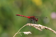 Sympetrum