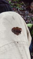 Platerodrilus foliaceus