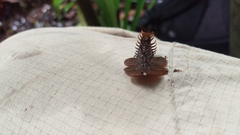 Platerodrilus foliaceus