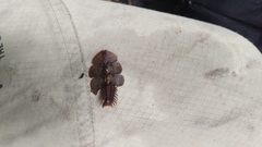 Platerodrilus foliaceus