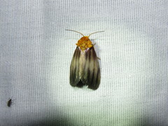 Eulithosia plesioglauca