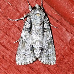 Acronicta increta