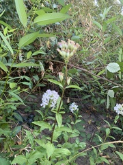 Saponaria officinalis