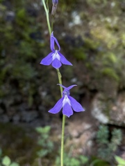 Lobelia ehrenbergii