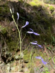 Lobelia ehrenbergii
