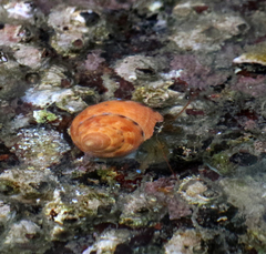 Calliostoma gloriosum
